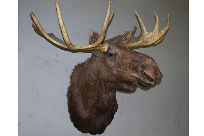 Eclectic collection under the hammer this Sunday